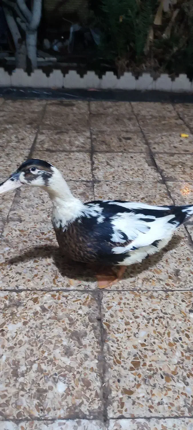 اردک وحشی|پرنده|کرمان, |دیوار