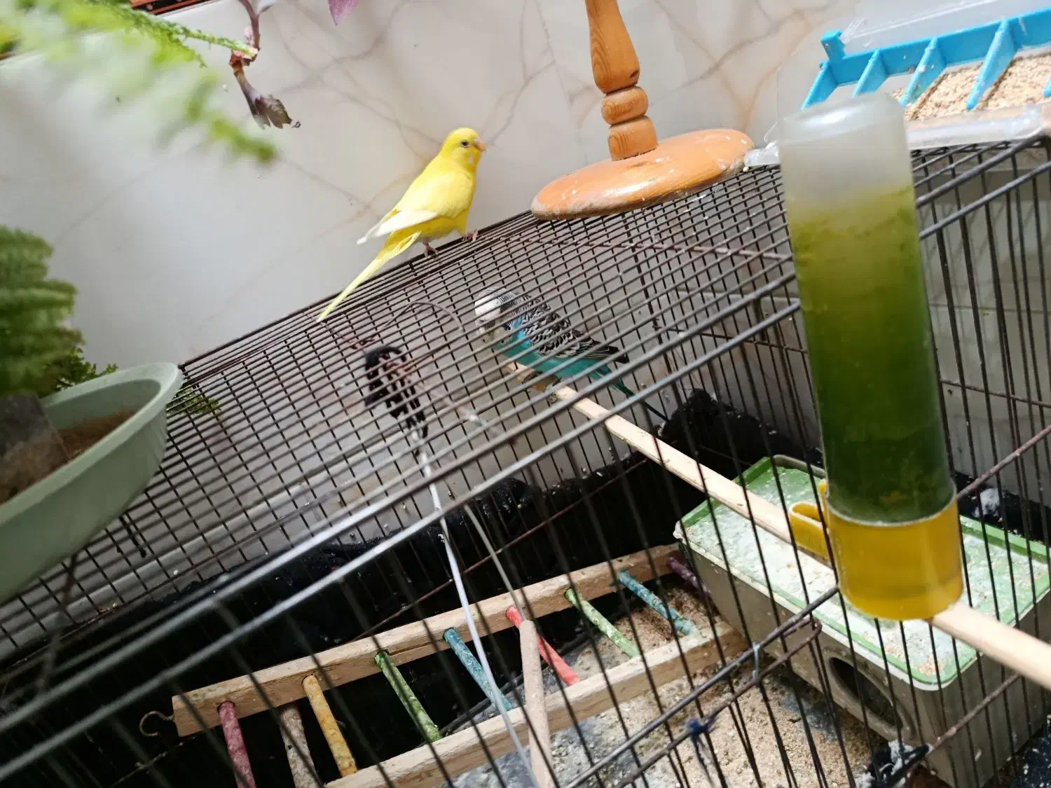 مرغ عشق مولد برای جوجه کشی و هر دو تقریبا دستی|پرنده|مرودشت, فرهنگ|دیوار