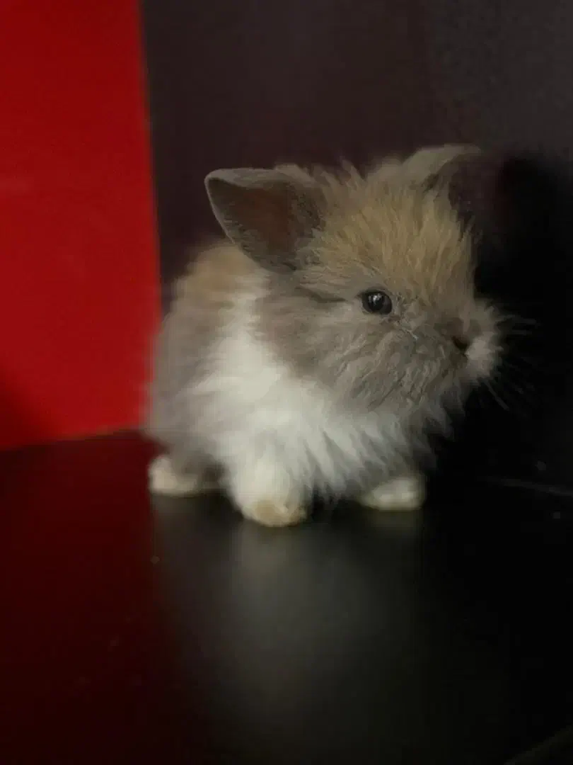 خرگوش لپ شیطون|موش و خرگوش|ساری, |دیوار