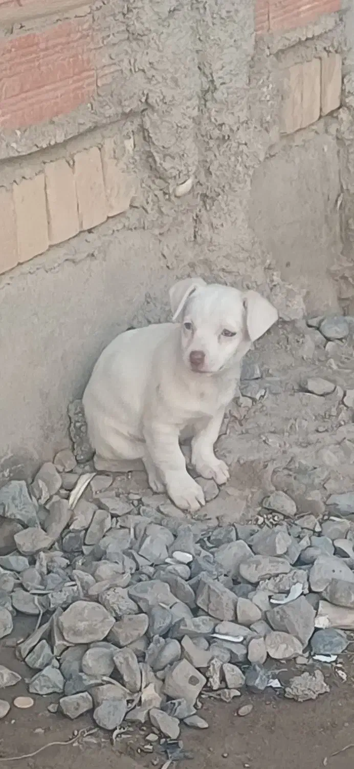 واگذاری توله پاکوتا|سگ|آق قلا, |دیوار