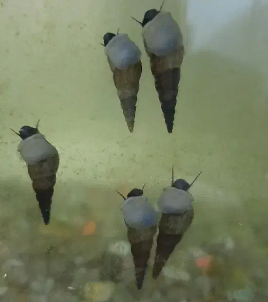 حلزون شیپوری مولد|ماهی|اصفهان, امامزاده اسماعیل|دیوار