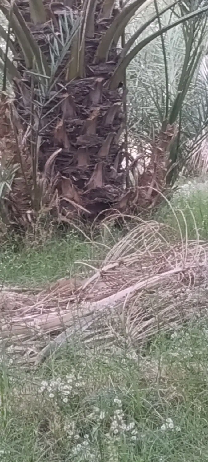 فروش پاجوش خرما (فسیل) کلوته|گل و گیاه طبیعی|بلوک, |دیوار