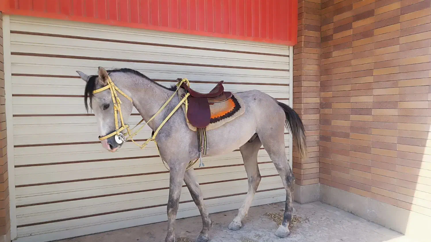 اسب کرد نریان|اسب و تجهیزات اسبسواری|تفت, |دیوار