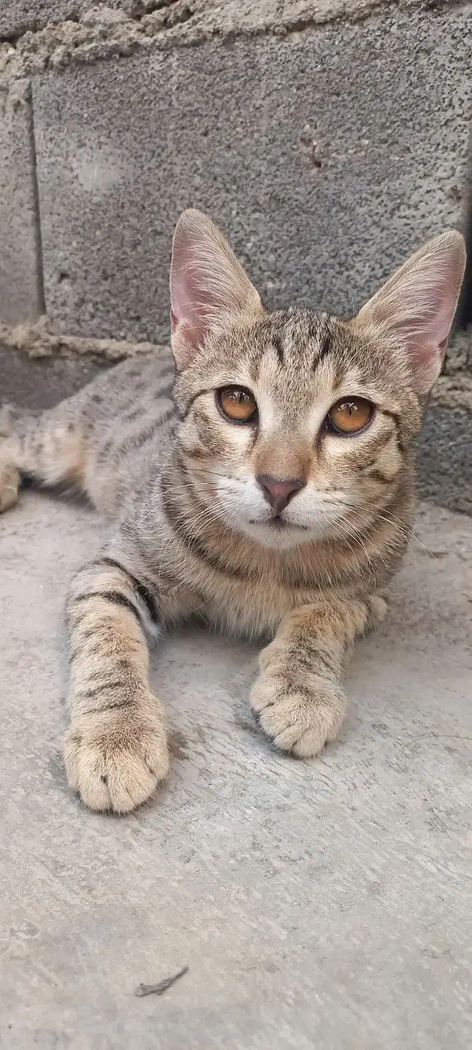 واگذاری گربه ماده|گربه|جوانرود, |دیوار