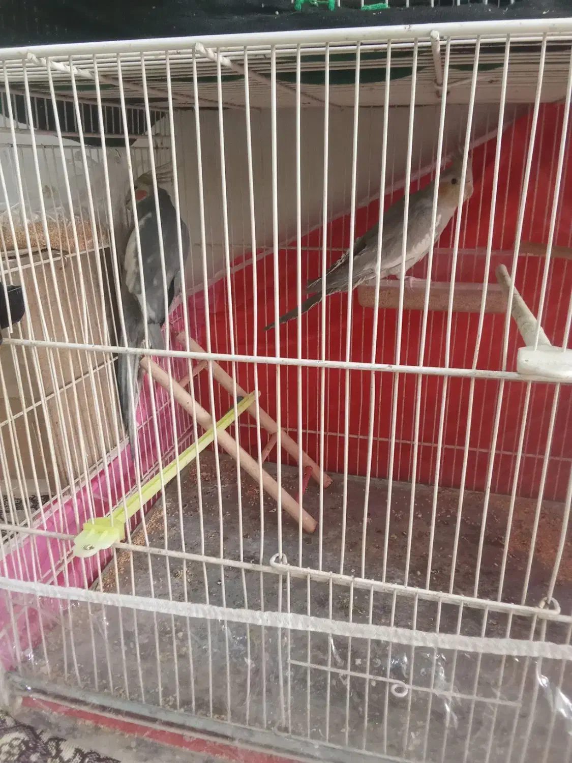 گوشی A2|موبایل|مشهد, طبرسی شمالی|دیوار