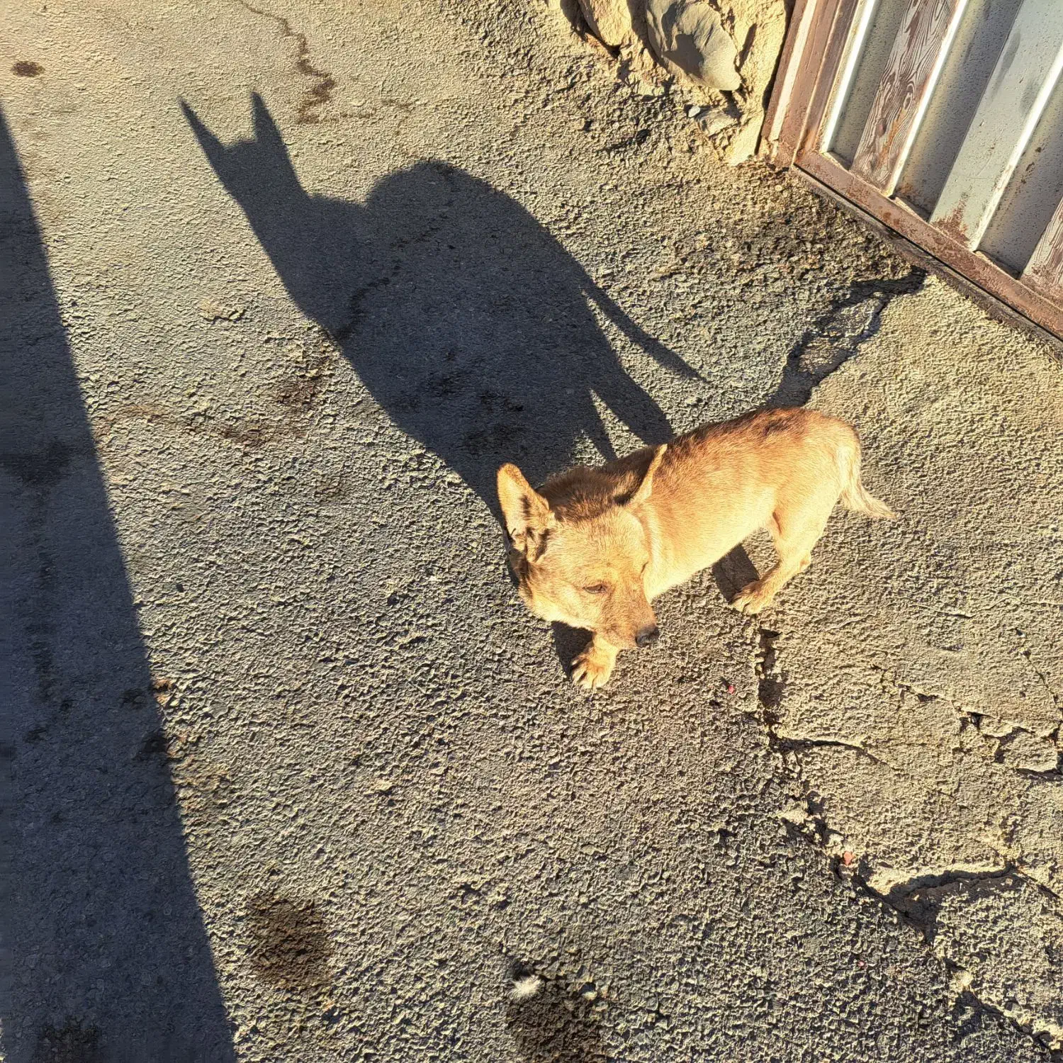 پاپی روباهی|سگ|فارسان, |دیوار