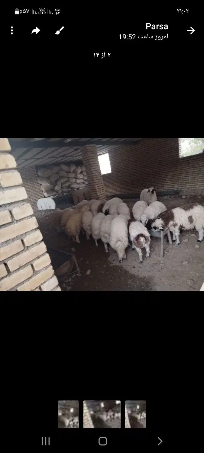 بره نر|حیوانات مزرعه|ماهیدشت, |دیوار