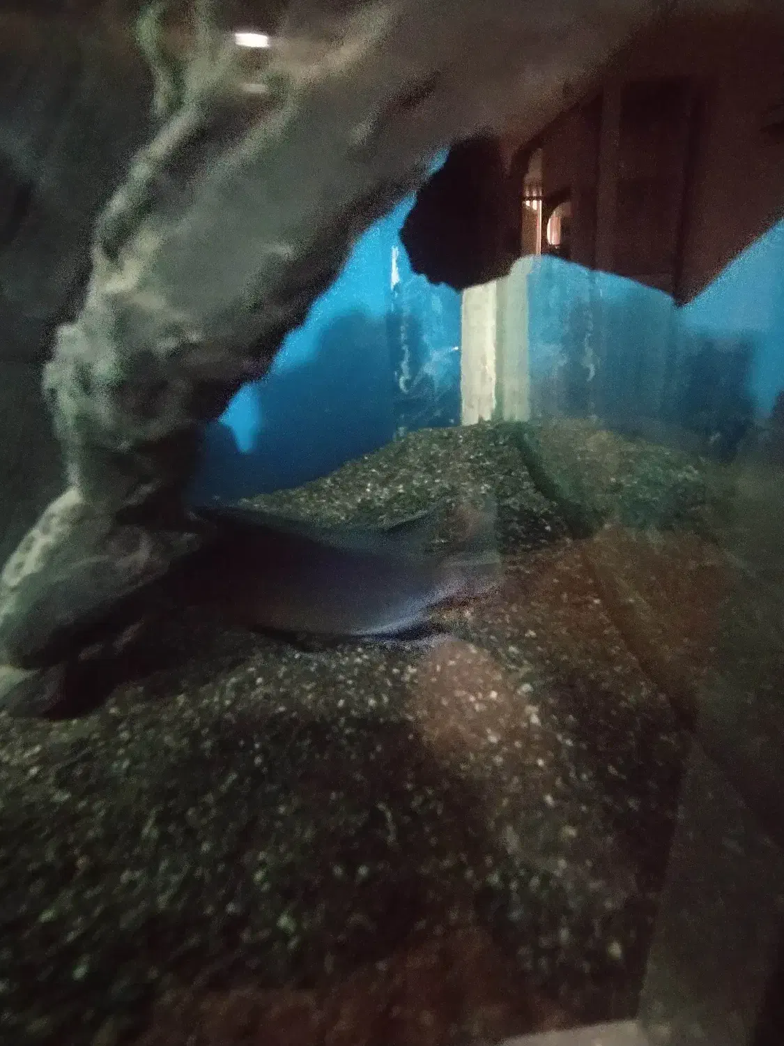 ماهی گناباد|ماهی|گناباد, |دیوار