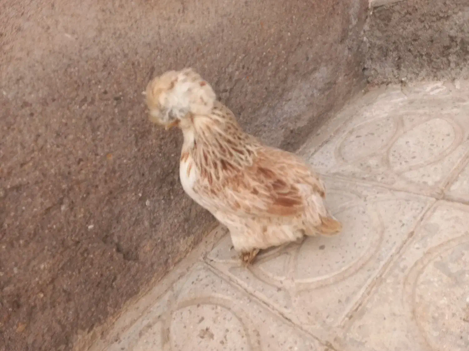 مرغ ابریشمی|پرنده|قائن, |دیوار