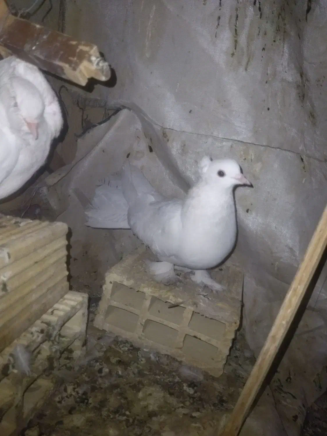 یک جفت کفتر دمچتری و شامپیون|پرنده|اصفهان, شهید رجایی|دیوار