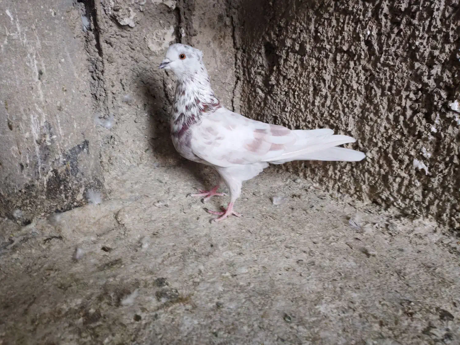 کفتر یجایی|پرنده|ری, شهرک نظامی|دیوار