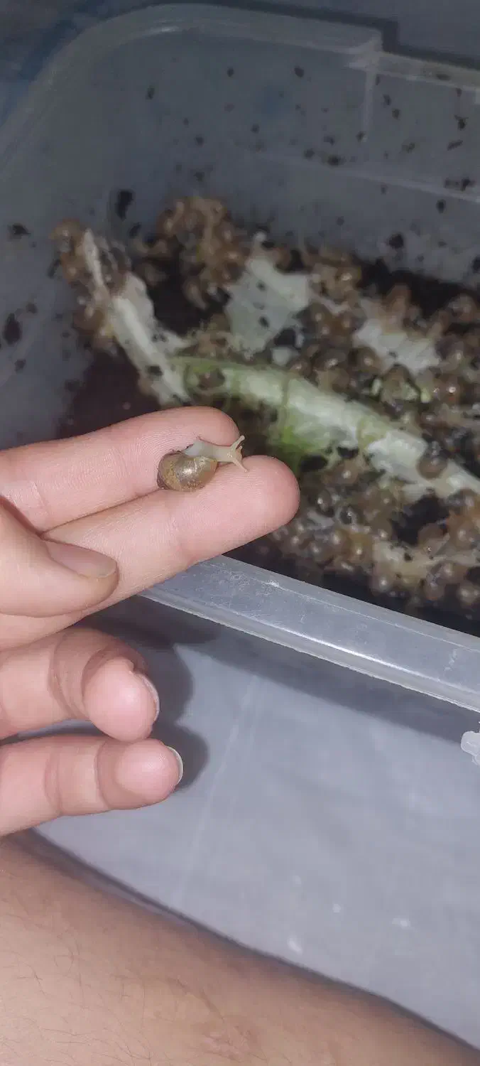 ۲۶۵ تا حلزون دونه ای ۶۰۰۰تومن|ماهی|کرج, مصباح|دیوار