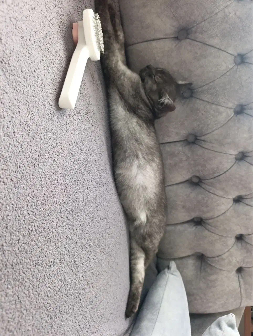 گربه گمشده|گربه|بندر انزلی, زنبق|دیوار