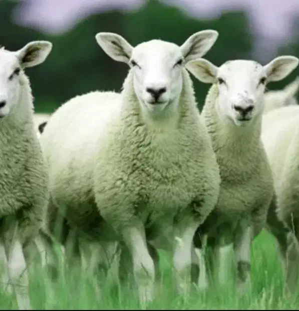 چرایی|حیوانات مزرعه|تهران, یافتآباد|دیوار