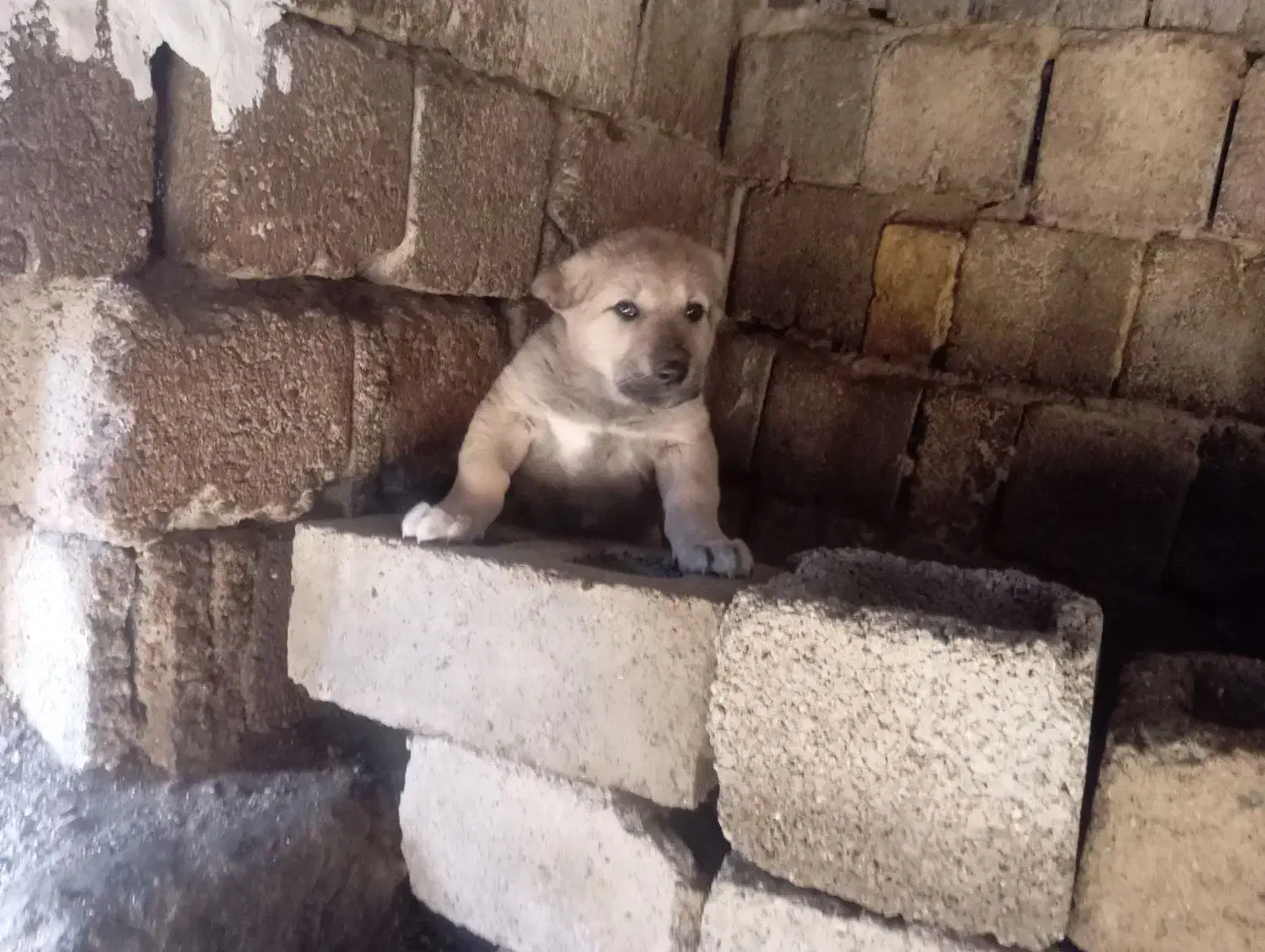 توله سگ|سگ|ارومیه, |دیوار