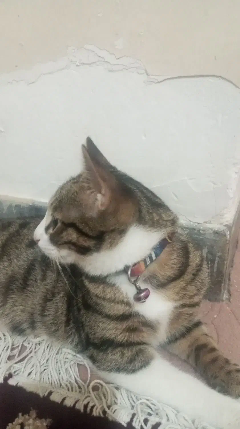 واگذاری رایگان گربه|گربه|هشتگرد, هشتگرد قدیم|دیوار