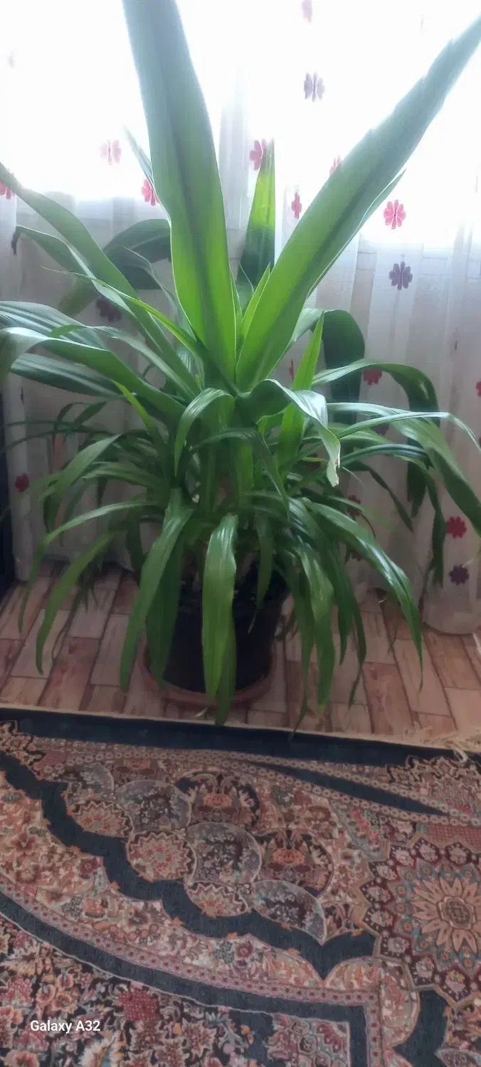 گل وگیاه طبیعی|گل و گیاه طبیعی|صدرا-فارس, فاز ۱|دیوار