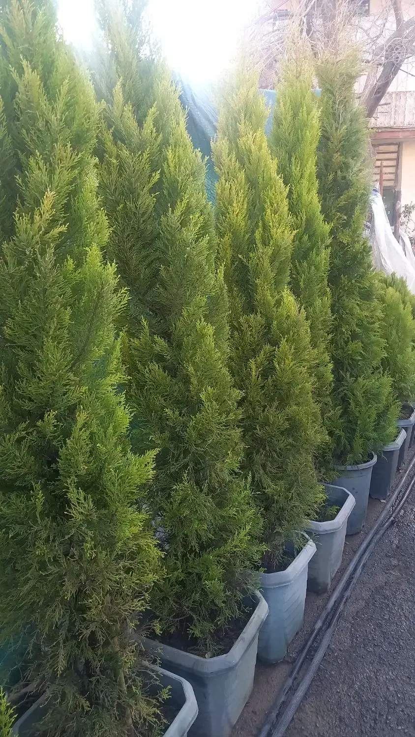 باغبانی هرس سم پاشی بریدن درختکاری با اره موتوری|خدمات باغبانی و درختکاری|شیراز, نارنجستان|دیوار