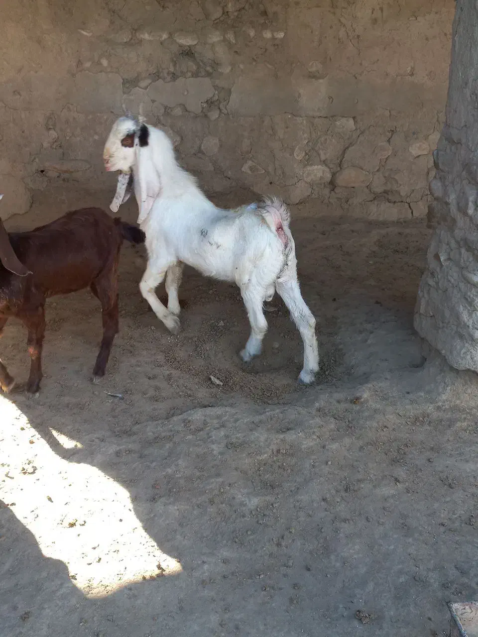 دوتا بزغاله نر جنس بالا|حیوانات مزرعه|مراوه, |دیوار