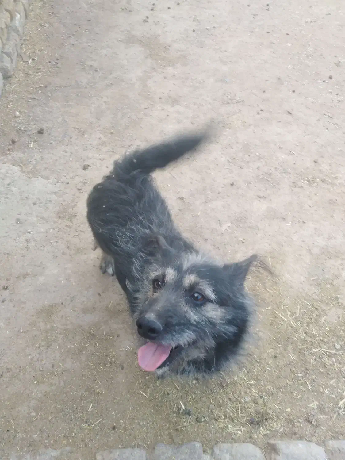 سگ پاکوتا|سگ|قم, شاد قلی|دیوار