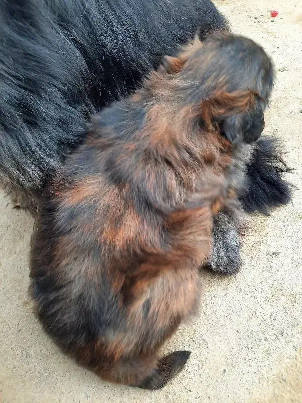 واگزاری سگ شیتزو|سگ|رشت, احمد گوراب|دیوار