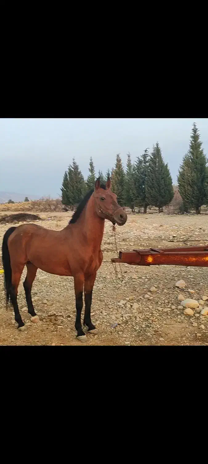 نریون دره شور|اسب و تجهیزات اسب‌سواری|فیروزآباد (فارس), |دیوار