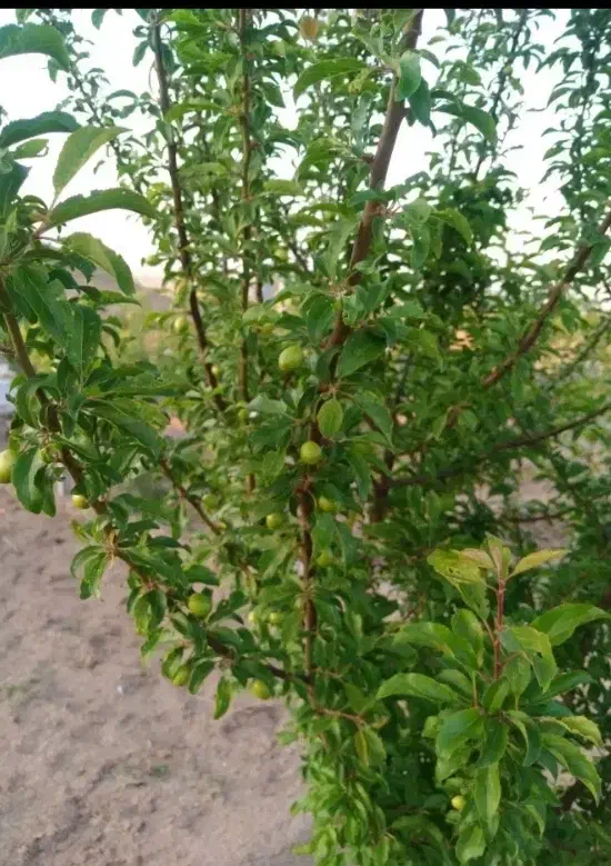 فروش باغ 2 هکتاری کبودراهنگ|فروش زمین و ملک کلنگی|کبودرآهنگ, |دیوار