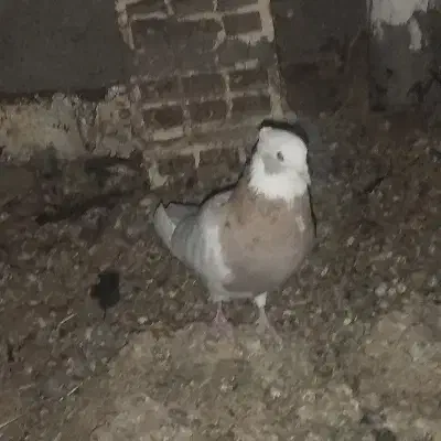 نر طوق|پرنده|شهرضا, |دیوار