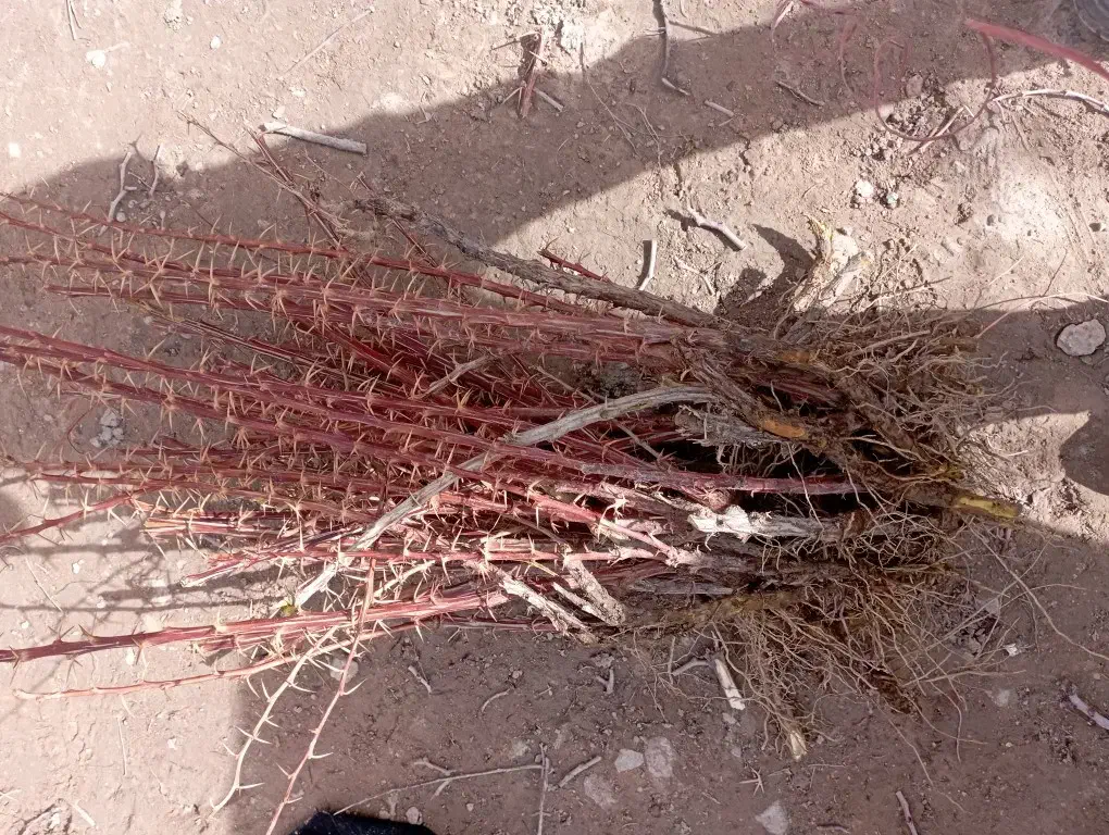 فروش نهال زرشک و عناب پاجوش|گل و گیاه طبیعی|بیرجند, |دیوار