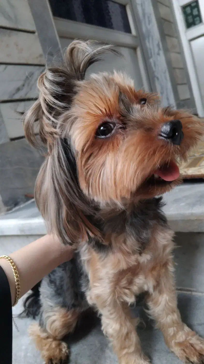 فروش سگ شیتزو|سگ|نکا, |دیوار