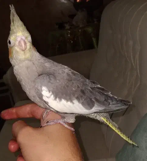 جوجه عروس هلندی|پرنده|هشتگرد, ینگی امام|دیوار