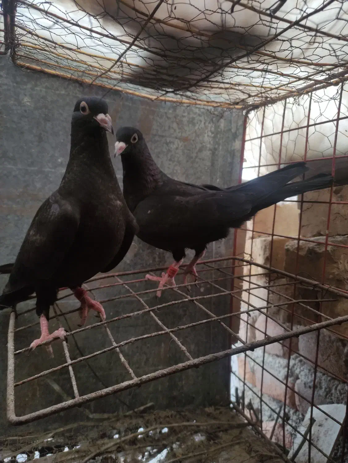 کفتر|پرنده|بیرجند, |دیوار