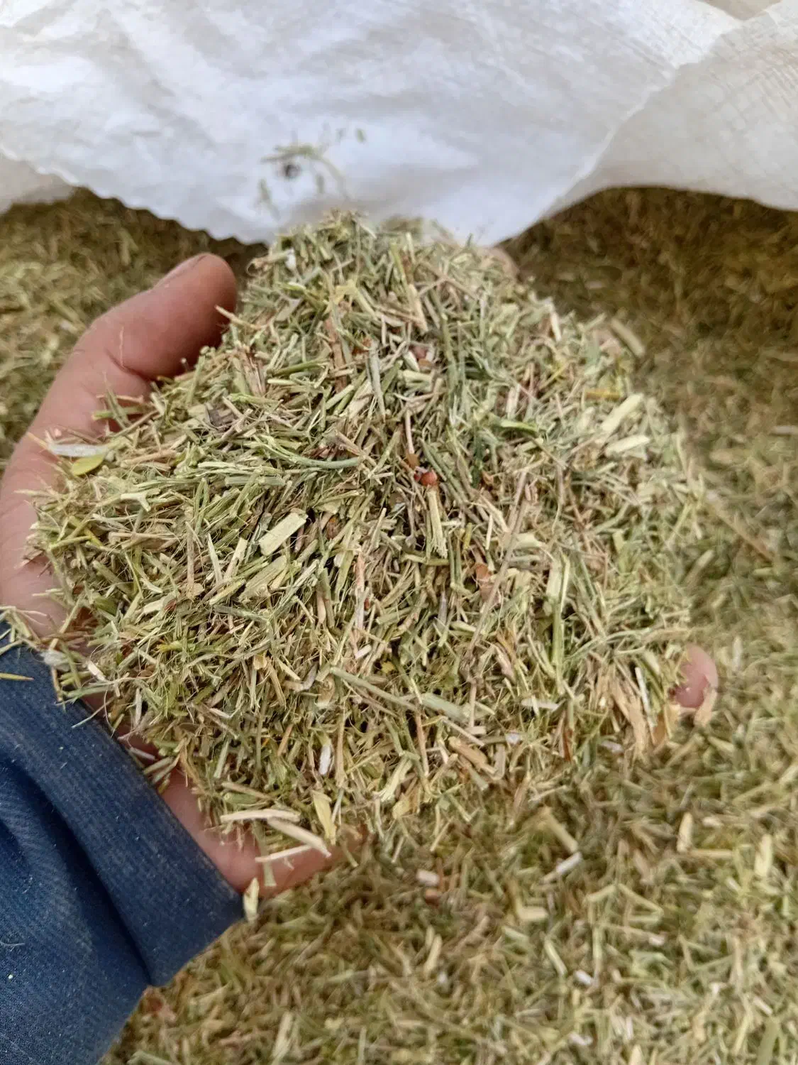 فروش خارشتر درجه یک|خدمات باغبانی و درختکاری|گنبد کاووس, |دیوار