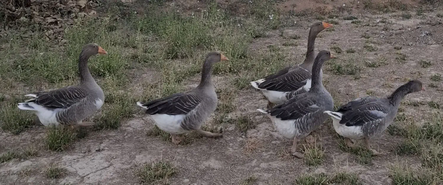 غاز|حیوانات مزرعه|زارچ, |دیوار