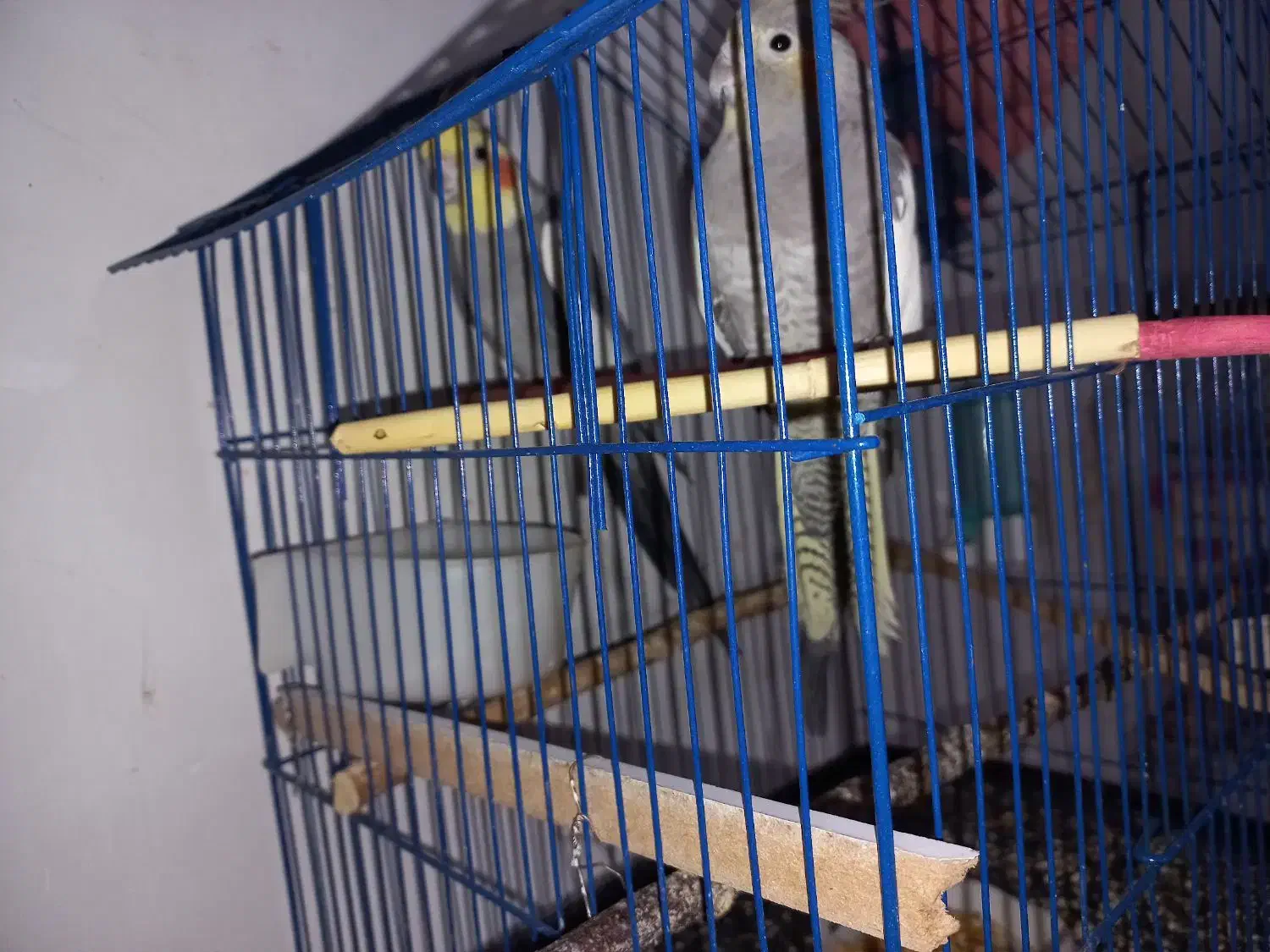 عروس هلندی مولد|پرنده|سمنان, |دیوار