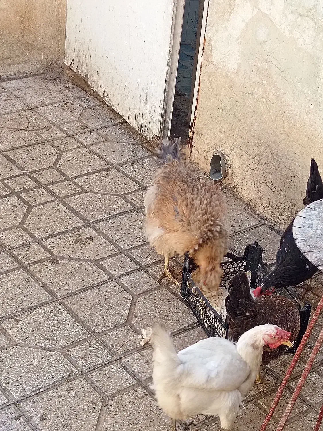 معاوضه مرغ فر با خروس|حیوانات مزرعه|شیراز, دانشگاه شیراز|دیوار