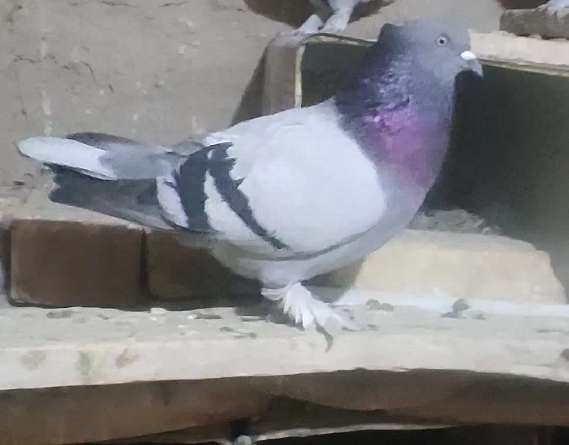 کبوتر‌ترک|پرنده|خمک, |دیوار