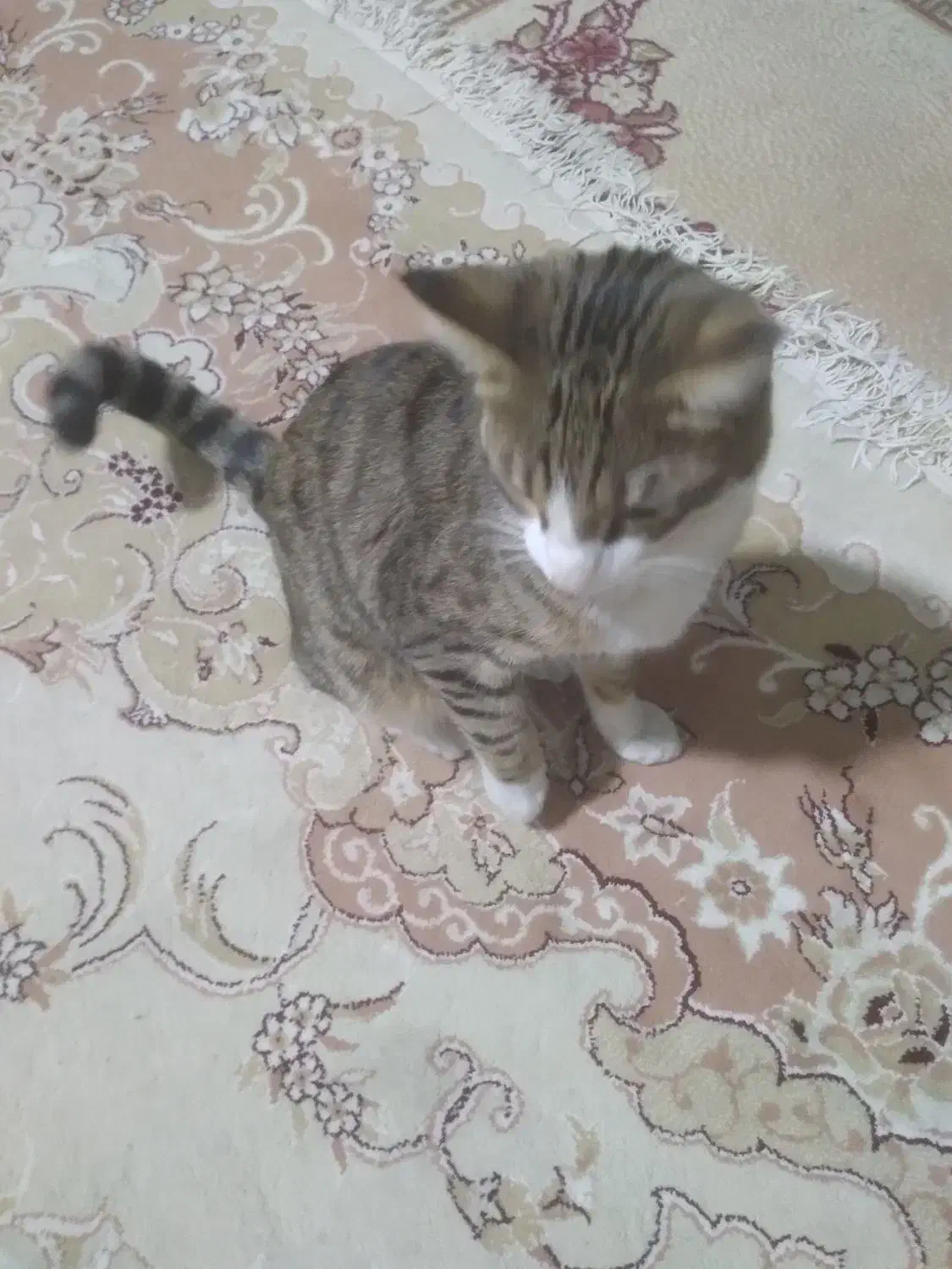 گربه|گربه|ماهدشت, |دیوار