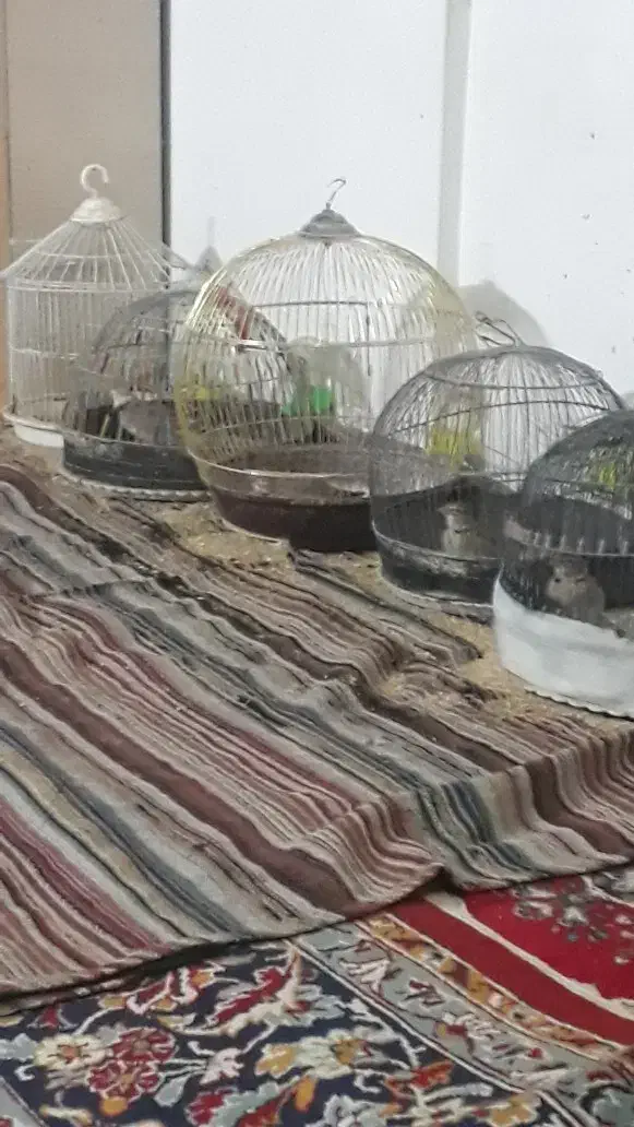 مینا سهره‌|پرنده|مشهد, دوست آباد|دیوار