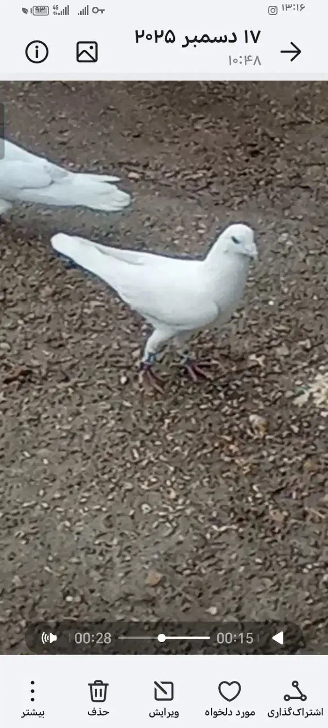 کبوتر|پرنده|یاسوج, |دیوار