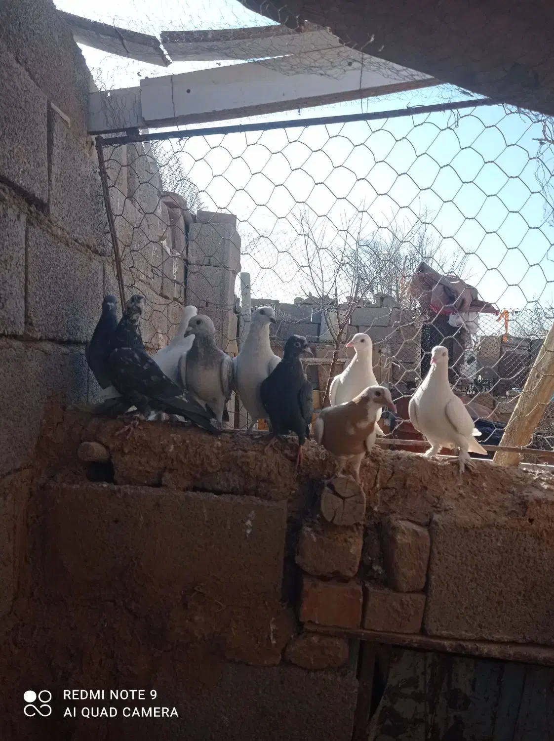 فروش کفتر نر|پرنده|کرمان, |دیوار