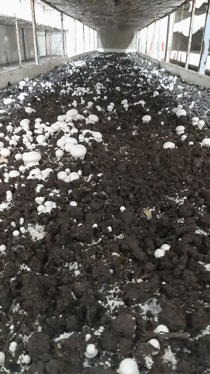 کمپوست قارچ دکمه ای|خدمات باغبانی و درختکاری|فرح آباد, |دیوار