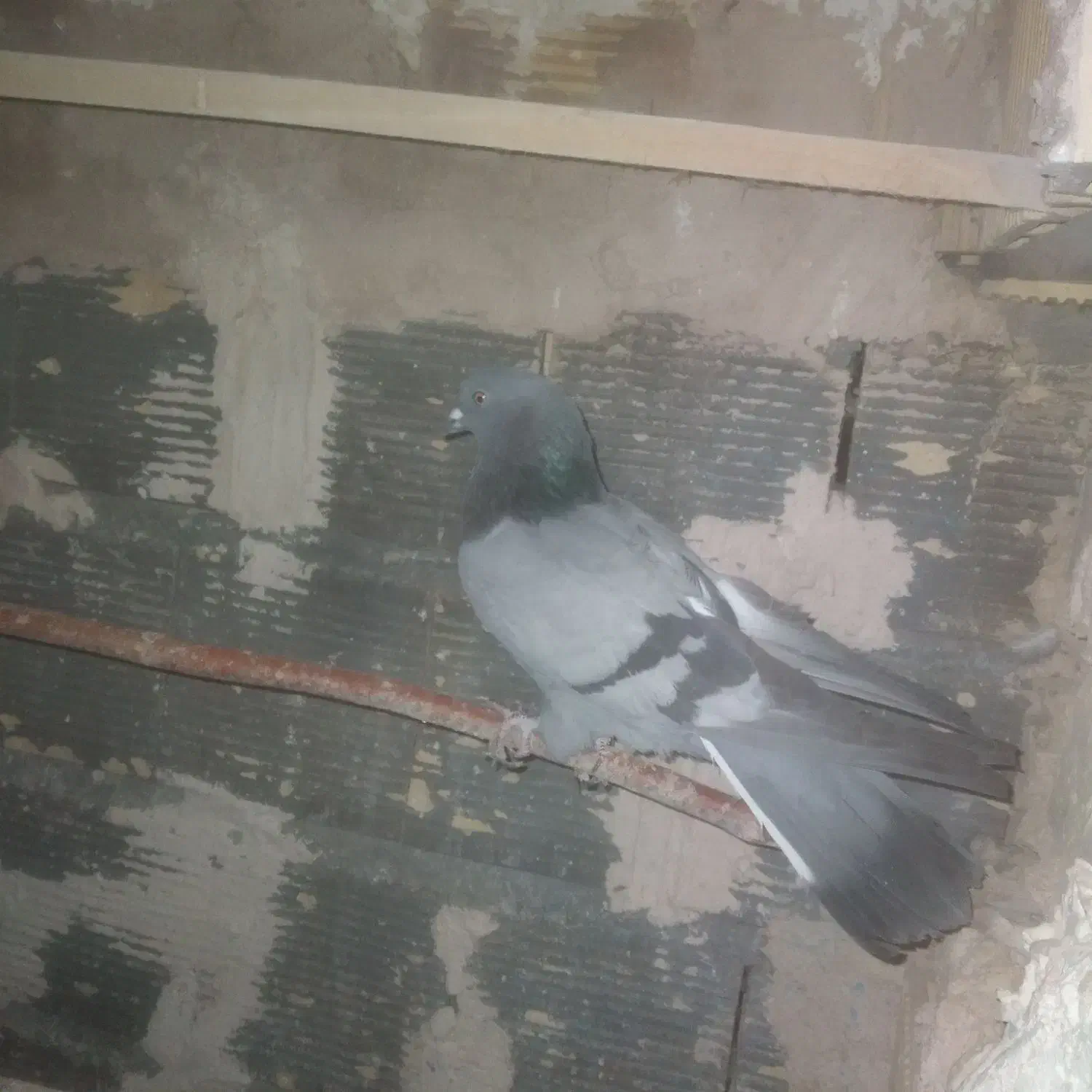 کفتر اصفهانی|پرنده|خمینی‌شهر, |دیوار