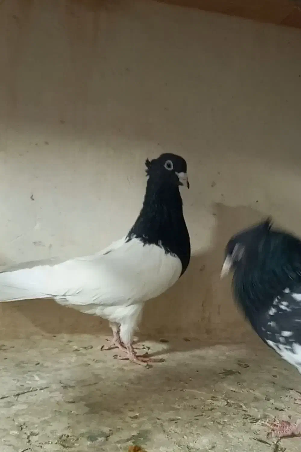 کله سیاه|پرنده|تربت جام, والفجر|دیوار