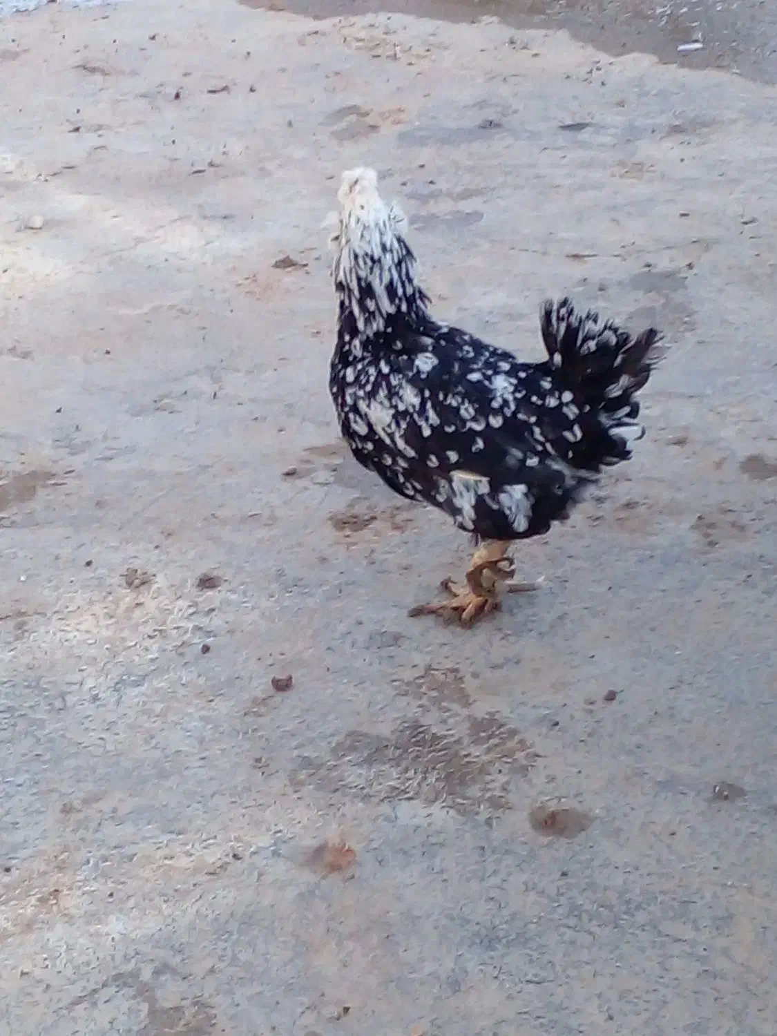 مرغ بیرانشهر|حیوانات مزرعه|بیرانوند, |دیوار