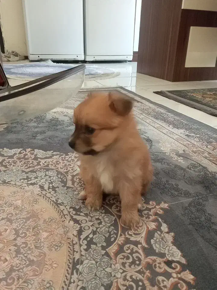 سگ پامر|سگ|پردیس, فاز ۱۱|دیوار