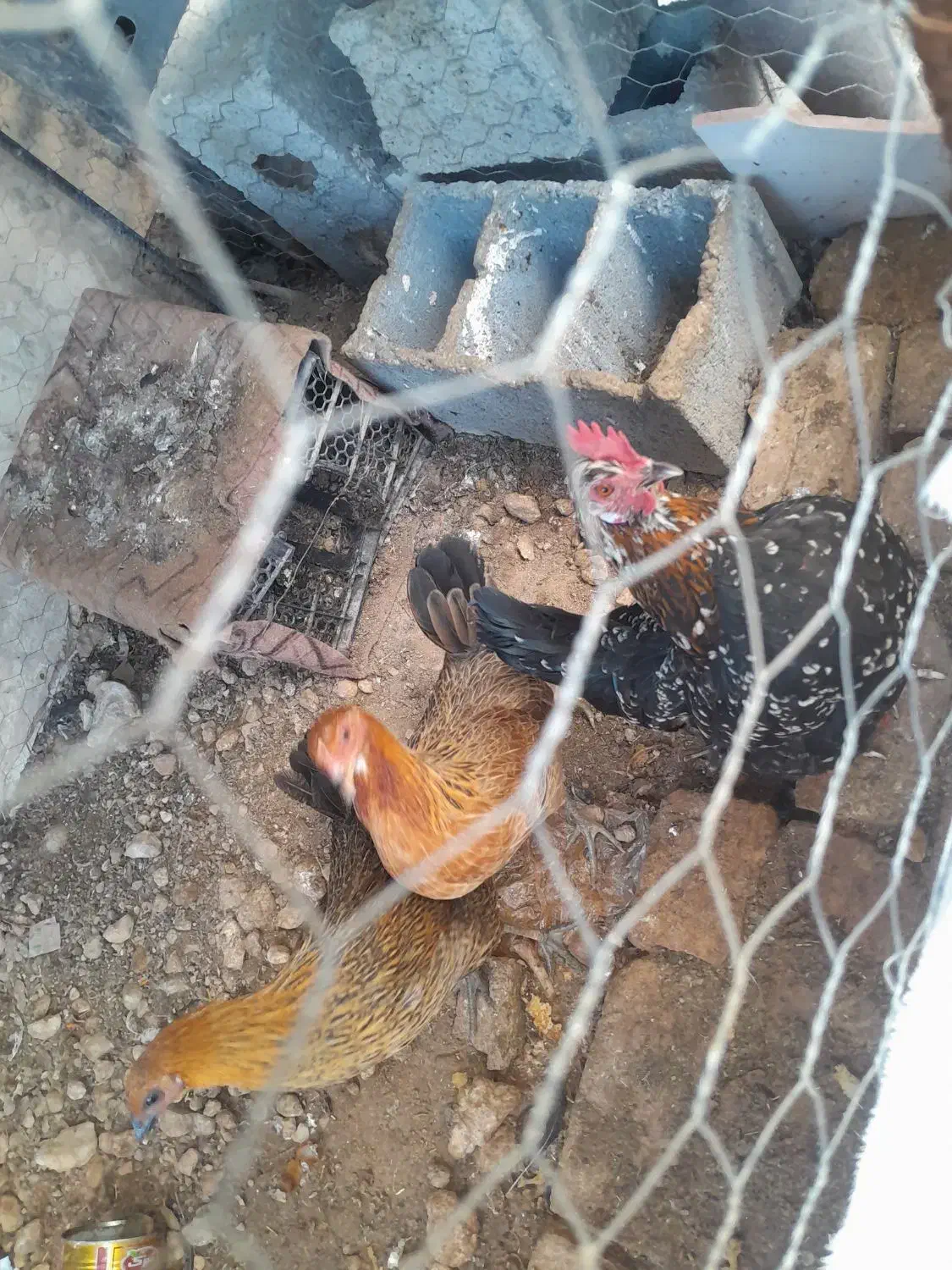 مرغ و دوتا بورنی|حیوانات مزرعه|لردگان, |دیوار