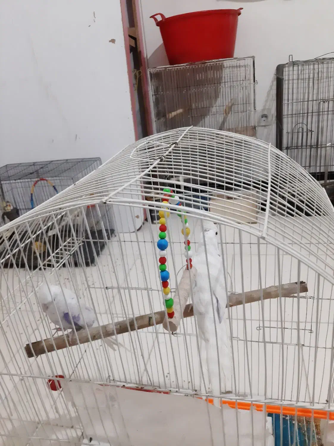 یک جفت البینو نروماده مولد اماده اماده سفید برفی|پرنده|تبریز, |دیوار