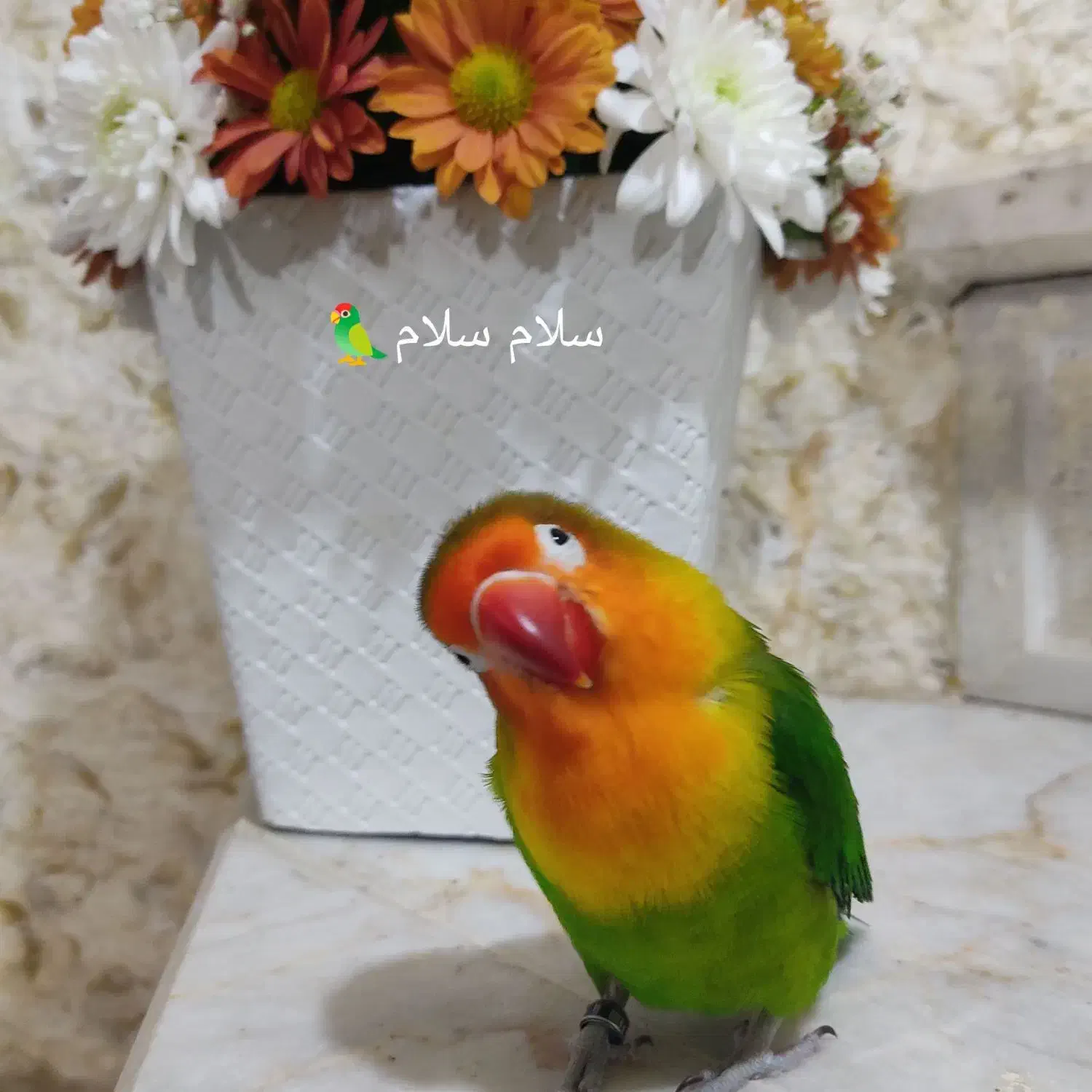 گمشده|حیوانات|بهبهان, |دیوار