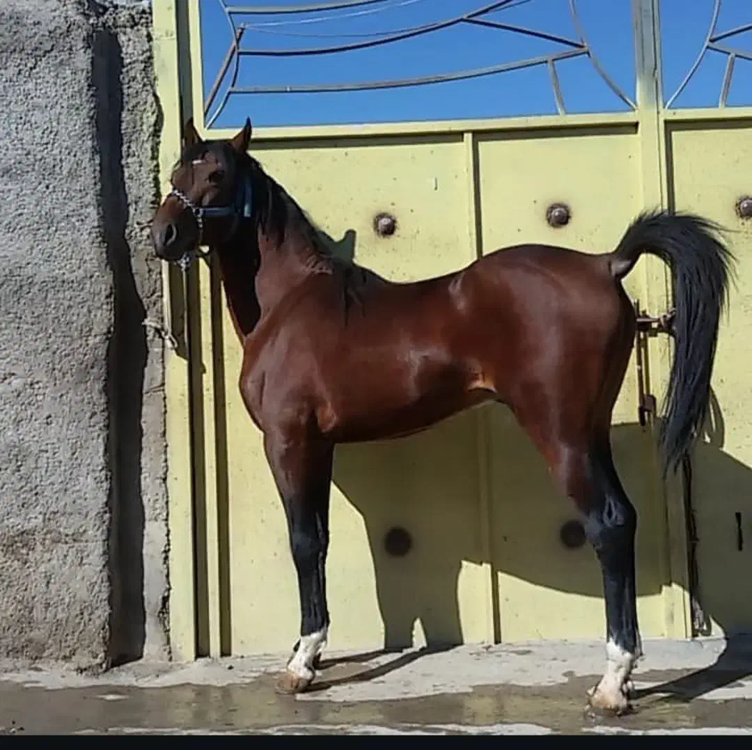 فروش اسب شمشاد|اسب و تجهیزات اسب‌سواری|فلاورجان, |دیوار